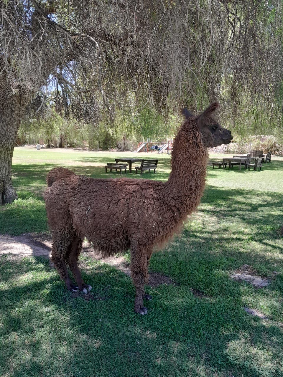 Llama en el amplio parque de Viñas de Segisa